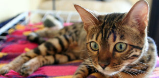 Accessori per animali domestici 1374 0 Accessori per animali domestici_ok